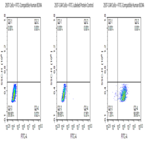 FITC-Compatible Human BCMA/TNFRSF17 Protein (BCM-HM117C)