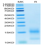 FITC-Labeled Human BCMA/TNFRSF17 Protein (BCM-HM117F)