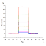 Mouse BCMA/TNFRSF17 Protein (BCM-MM417)