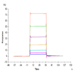 Biotinylated Mouse BCMA/TNFRSF17 Protein (BCM-MM417B)