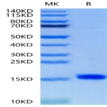 Human/Murine/Rat BDNF Protein (BDF-HE001)