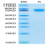 Cynomolgus B7-H3/CD276 Protein (BH7-CM173)