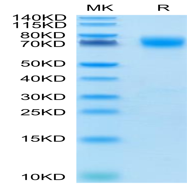 Cynomolgus B7-H3/CD276 Protein (BH7-CM173)