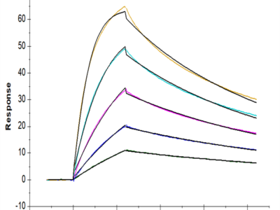 Cynomolgus B7-H7/HHLA2 Protein (BH7-CM177)
