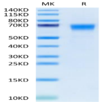 Cynomolgus B7-H7/HHLA2 Protein (BH7-CM177)