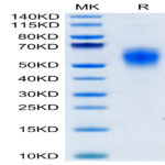Human B7-H6/NCR3LG1 Protein (BH7-HM176)