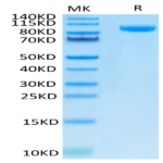 Human B7-H3 (4Ig) /B7-H3b Protein (BH7-HM23B)