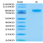 Human B7-H2/ICOSLG Protein (BH7-HM272)