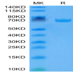 Human B7-H3/CD276 Protein (BH7-HM273)