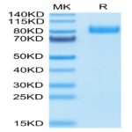 Human B7-H7/HHLA2 Protein (BH7-HM277)