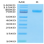 Human B7-H3 (4Ig) /B7-H3b Protein (BH7-HM43B)