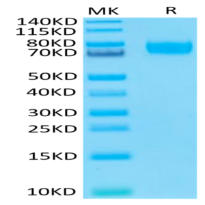 Biotinylated Human B7-H3 (4Ig) /B7-H3b Protein (BH7-HM43BB)