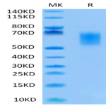 Human B7-H2/ICOSLG Protein (BH7-HM472)