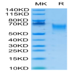 Biotinylated Human B7-H2/ICOSLG Protein (BH7-HM472B)