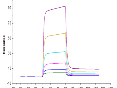 Biotinylated Human B7-H6 Protein (BH7-HM476B)