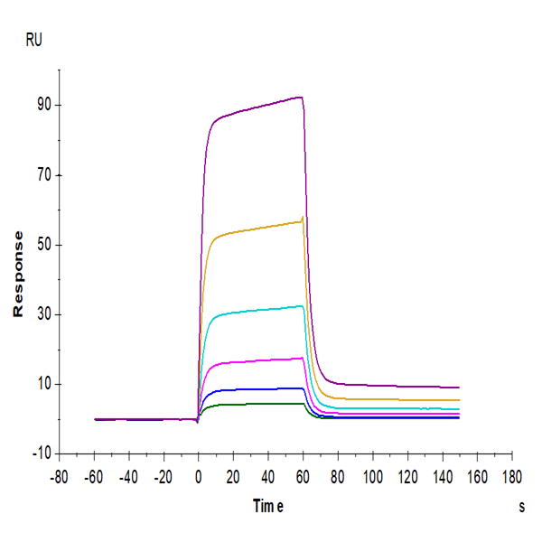 Biotinylated Human B7-H6 Protein (BH7-HM476B) Biotinylated Human B7-H6 Protein (BH7-HM476B)