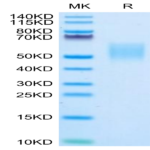 Biotinylated Human B7-H6 Protein (BH7-HM476B)