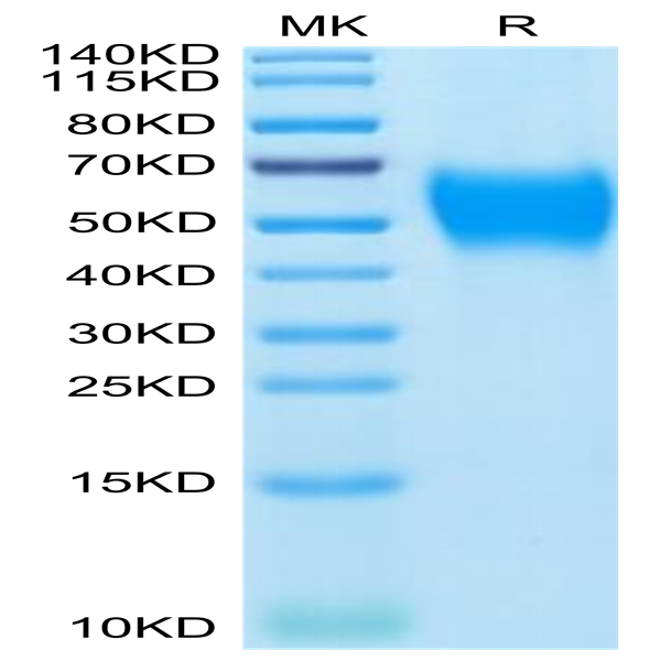 Mouse B7-H2/ICOSLG Protein (BH7-MM172)