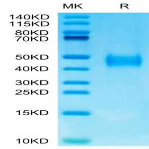 Mouse B7-H3/CD276 Protein (BH7-MM173)