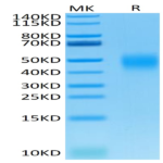 Mouse B7-H5/Gi24/VISTA Protein (BH7-MM175)