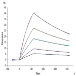 Mouse BID Protein (BID-ME101)