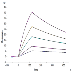 Mouse BID Protein (BID-ME101)