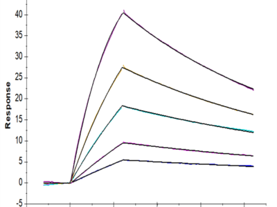 Mouse BID Protein (BID-ME101)