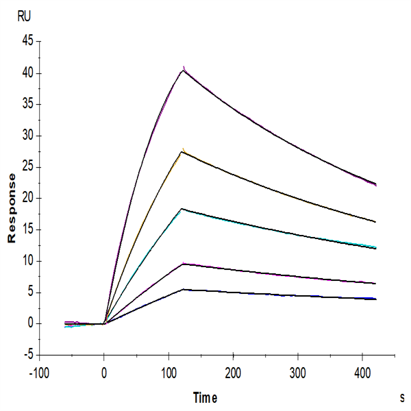 Mouse BID Protein (BID-ME101) Mouse BID Protein (BID-ME101)