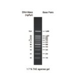 BIO-HELIX BH 100bp DNA Ladder RTU（100-1,500 bps） (catalog No. DM001-R500)