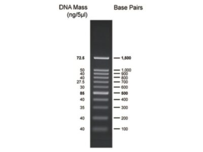 BIO-HELIX BH 100bp DNA Ladder RTU（100-1,500 bps） (catalog No. DM001-R500)