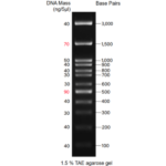BIO-HELIX BH 100bp DNA Ladder H3 RTU（100-3,000 bps） (catalog No. DM003-R500)