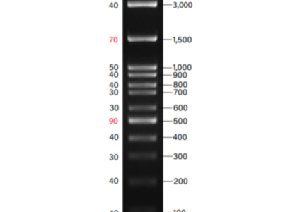 BIO-HELIX BH 100bp DNA Ladder H3 RTU（100-3,000 bps） (catalog No. DM003-R500)