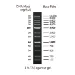 BIO-HELIX BH 1Kb plus DNA Ladder RTU（100-10,000 bps） (catalog No. DM015-R500)