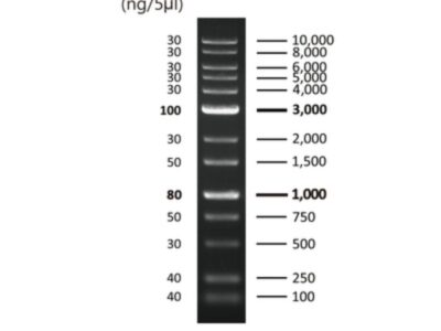 BIO-HELIX BH 1Kb plus DNA Ladder RTU（100-10,000 bps） (catalog No. DM015-R500)