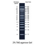 BIO-HELIX BH 50bp plus DNA Ladder RTU（50 – 1,500 bps） (catalog No. DM017-R500)