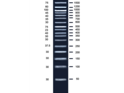 BIO-HELIX BH 50bp plus DNA Ladder RTU（50 – 1,500 bps） (catalog No. DM017-R500)