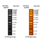 BIO-HELIX OmniMark 1K (BH OneMARK B Plus) DNA Ladder RTU（100-10,000 bps） (catalog No. DMF13-0100)