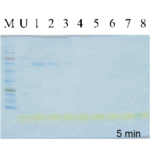 BIO-HELIX 5X Concentrate COOMASSIE nano Protein Staining Solution (catalog No. PS002-L05X)