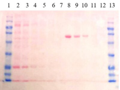 BIO-HELIX Ponceau S Protein Staining Solution (catalog No. PS003-B500ML)