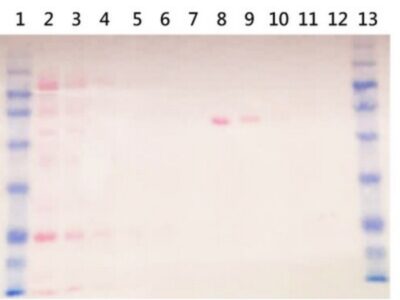 BIO-HELIX 10X Concentrate Ponceau S Protein Staining Solution (catalog No. PS003-L10X)