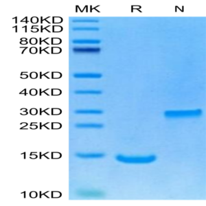 Human/Rhesus macaque/Mouse/Rat/Canine BMP2 Protein (BMP-HE002)