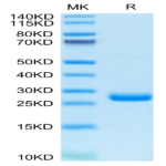 Human BTN3A3/BTF3 Protein (BNT-HM1A3)