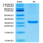 Human BTN3A2 Protein (BNT-HM4A2)