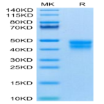 Mouse BTN2A2 Protein (BNT-MM1A2)