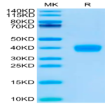 SARS-CoV-2 Spike RBD (Omicron BQ.1.1) Protein (BQ1-HM111)