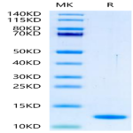 Human BLOC1S2 Protein (BS2-HE001)