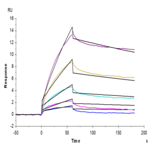 Cynomolgus Serum Albumin Protein (BSA-CM101)