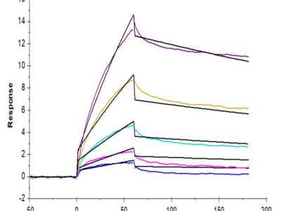 Cynomolgus Serum Albumin Protein (BSA-CM101)