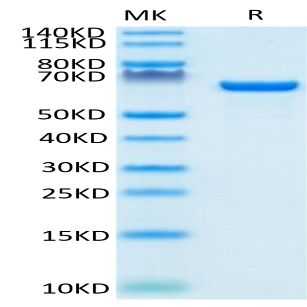 Biotinylated Human Serum Albumin Protein (BSA-HM401B)