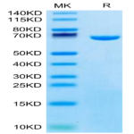 Mouse Serum Albumin Protein (BSA-MM101)